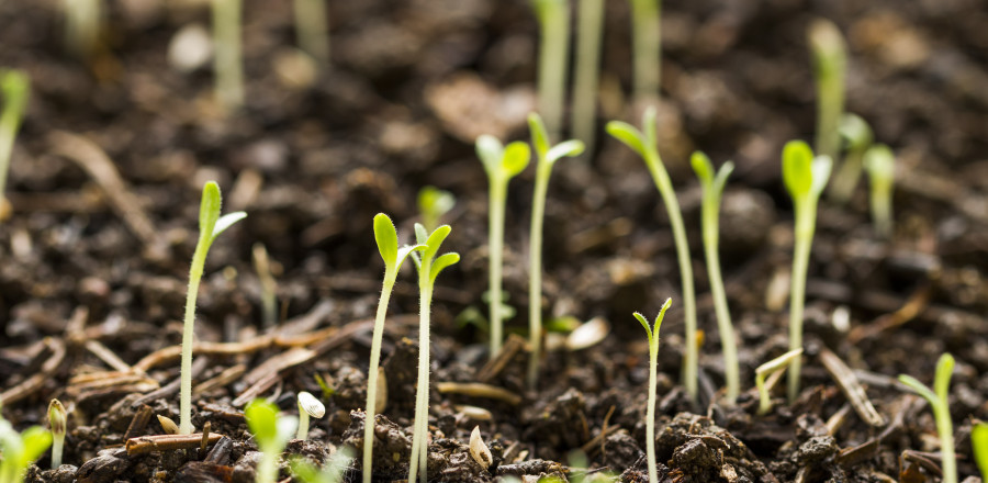 Starting Your Vegetables Indoors