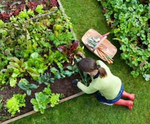 Plot Prep & Vegetable Planting Demonstration @ Reliable Garden Management | Promise City | Iowa | United States