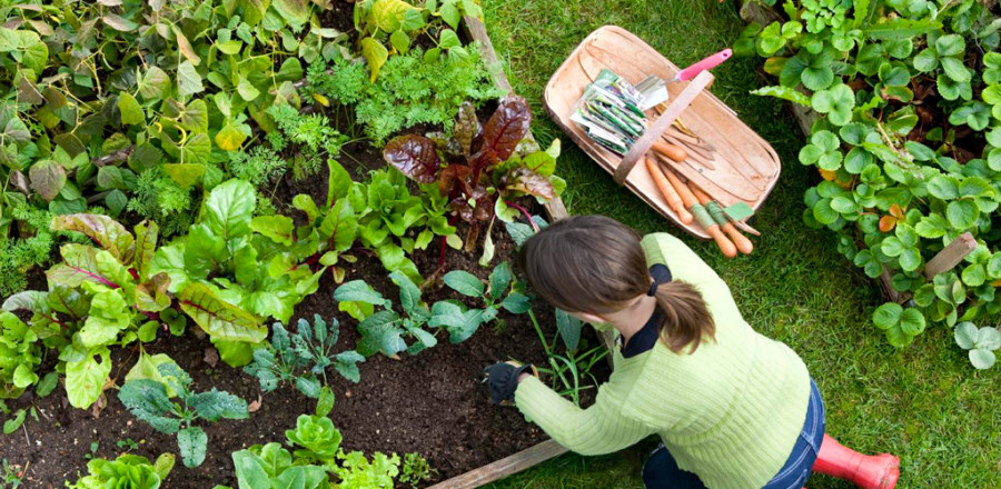 Planting in Early Summer